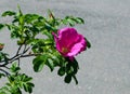 Succulent growing branch of rose hip with single pink flower Royalty Free Stock Photo