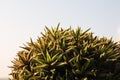 Succulent haworthia detail