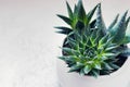 Succulent haworthia fasciata and aloe vera in a pot on white marble background. Stylish and simple plants for modern