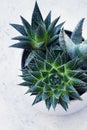 Succulent haworthia fasciata and aloe vera in a pot on white marble background. Stylish and simple plants for modern