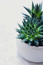 Succulent haworthia fasciata and aloe vera in a pot on white marble background. Stylish and simple plants for modern