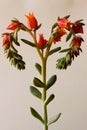 Succulent Heart Royalty Free Stock Photo