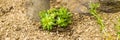 Succulent houseleek flower planted in a rockery garden. Rock garden sempervivum plant panoramic close up.