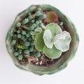 Succulent houseplant Cotyledon undulata top view, top view