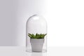 Succulent houseplant inside a glass terrarium. Royalty Free Stock Photo