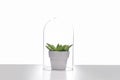 Succulent houseplant inside a glass terrarium. Royalty Free Stock Photo