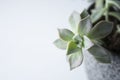 Succulent indoor plant called Graptosedum 'Ghosty' with compact rosette-forming. Copy space