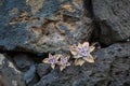 Succulent on Lava Rock