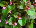 Begonias in the rain drops