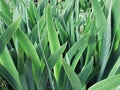 Succulent leaves of green plants as a background. Wallpaper. Plant pattern. Grass close-up.