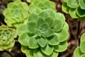 Green crassulaceae aeonium plants