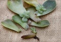 succulent leaves used to propagate new plants on rustic burlap surface