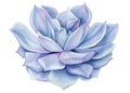 Succulent lilac plant watercolor isolated white background. Flora Botanical illustration. Violet echeveria house plant