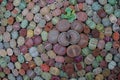 Succulent lithops