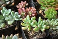 Succulent meaty plant Royalty Free Stock Photo