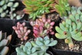 Succulent meaty plant Royalty Free Stock Photo