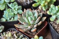 Succulent meaty plant Royalty Free Stock Photo