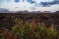 Succulent plants in Lanzarote landscape, Canary islands, Spain.