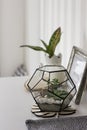 Succulent in metal frame terrarium at home, details of Scandinavian interior Royalty Free Stock Photo
