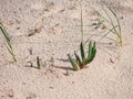 Seaside vegetation in the sand