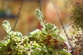 Succulent on a nature background.Echeveria pulvinata plant. Royalty Free Stock Photo