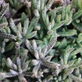 Succulent ornamental plants. unique leaf texture.