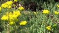 Succulent orpin (lot.Sedum) with yellow blossom. Exotic plant