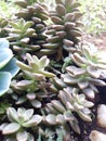 Succulent Pachyphytum hookeri Variegata, Salm Dyck features silvery blue-green, Pachyphytum hookeri variegated,