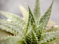 Succulent perennial plant from the genus Aloe in a pot