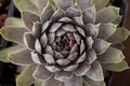 Succulent plant