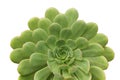 Succulent plant