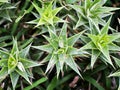 Succulent plant Abromeitiella brevifolia Giromagi Cactus