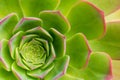 Succulent plant aeonium arboreum closeup