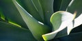 Succulent plant agave top view of plant dragon tree. Floral green pattern. Royalty Free Stock Photo