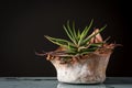 A succulent plant in a terracotta plant pot Royalty Free Stock Photo