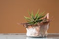 A succulent plant in a terracotta plant pot Royalty Free Stock Photo