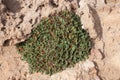 Succulent plant in Aquilaria - the Punic stone pits in Tunisia