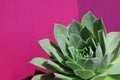 Succulent plant on a bright pink purple background Royalty Free Stock Photo