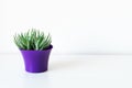 Succulent plant in bright purple flower pot against white wall. House plant on white shelf with copy space. Royalty Free Stock Photo