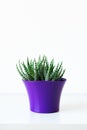 Succulent plant in bright purple flower pot against white wall. House plant on white shelf with copy space. Royalty Free Stock Photo