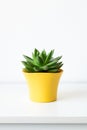 Succulent plant in bright yellow flower pot against white wall. House plant on white shelf with copy space. Royalty Free Stock Photo