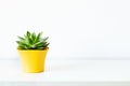 Succulent plant in bright yellow flower pot against white wall. House plant on white shelf with copy space. Royalty Free Stock Photo