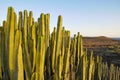 Succulent Plant Cactus on the Dry