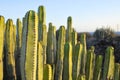 Succulent Plant Cactus on the Dry Desert