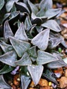 Succulent plant Cactus Haworthia Emelyae var. Major ,Haworthia pygmaea