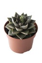 Succulent plant in ceramic flower pot against white wall. House plant isolated Royalty Free Stock Photo