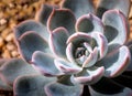 Succulent plant close up fresh leaves detail of Echeveria peacock Royalty Free Stock Photo