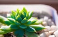 Succulent plant close-up, freshness leaves of Graptopetalum Macdougallii