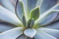 Succulent plant close up. Home plants cactus background. . Macro shooting of flowers and plants in nature Royalty Free Stock Photo