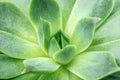 Succulent plant close up. Home plants cactus background. . Macro shooting of flowers and plants in nature Royalty Free Stock Photo